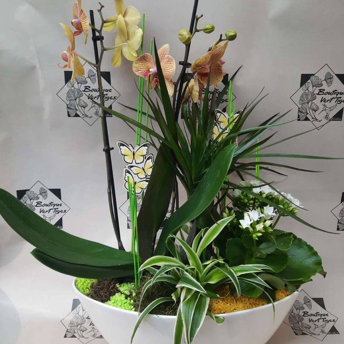 Plante d'orchidée architecturale